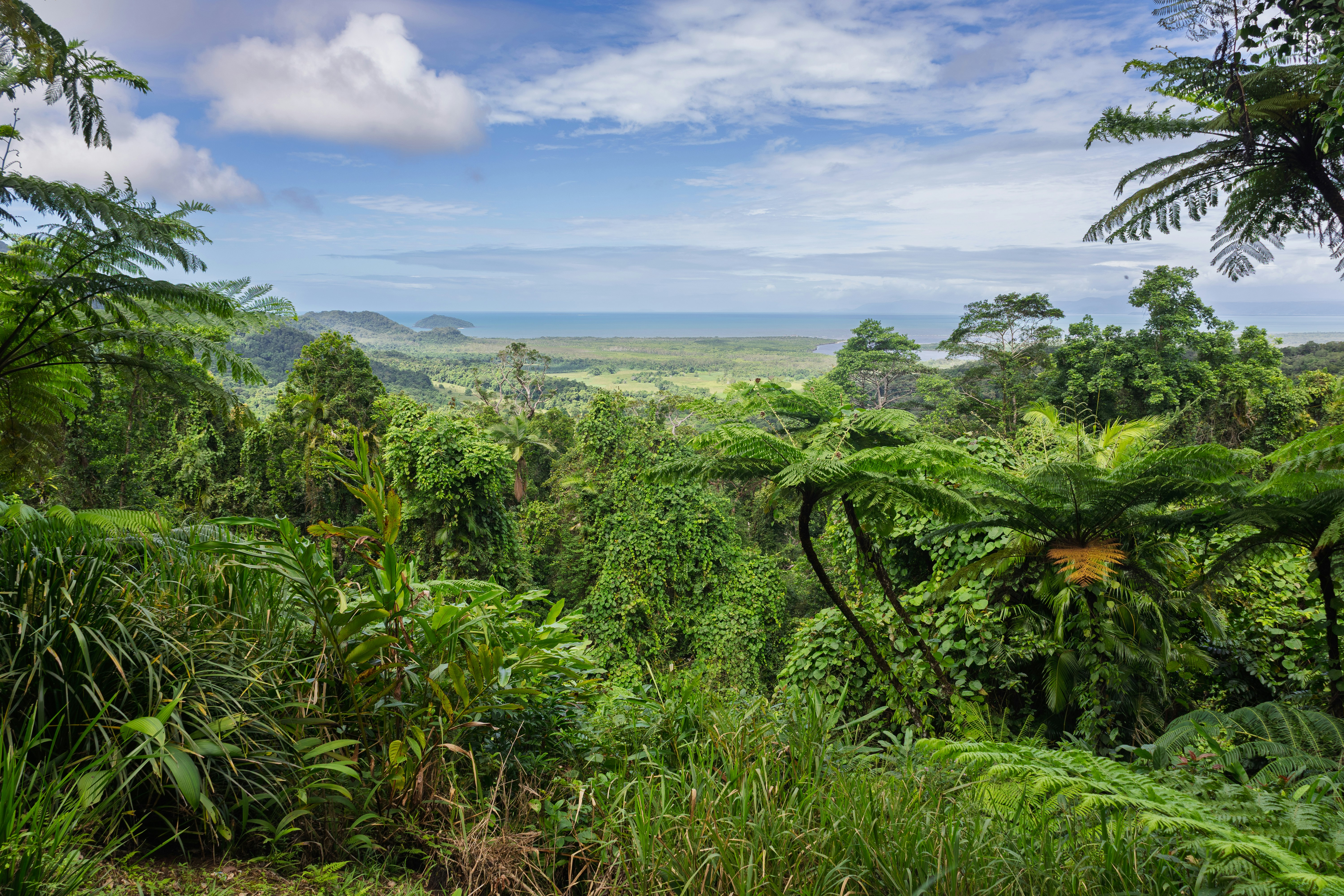 Image of tropical rainforest